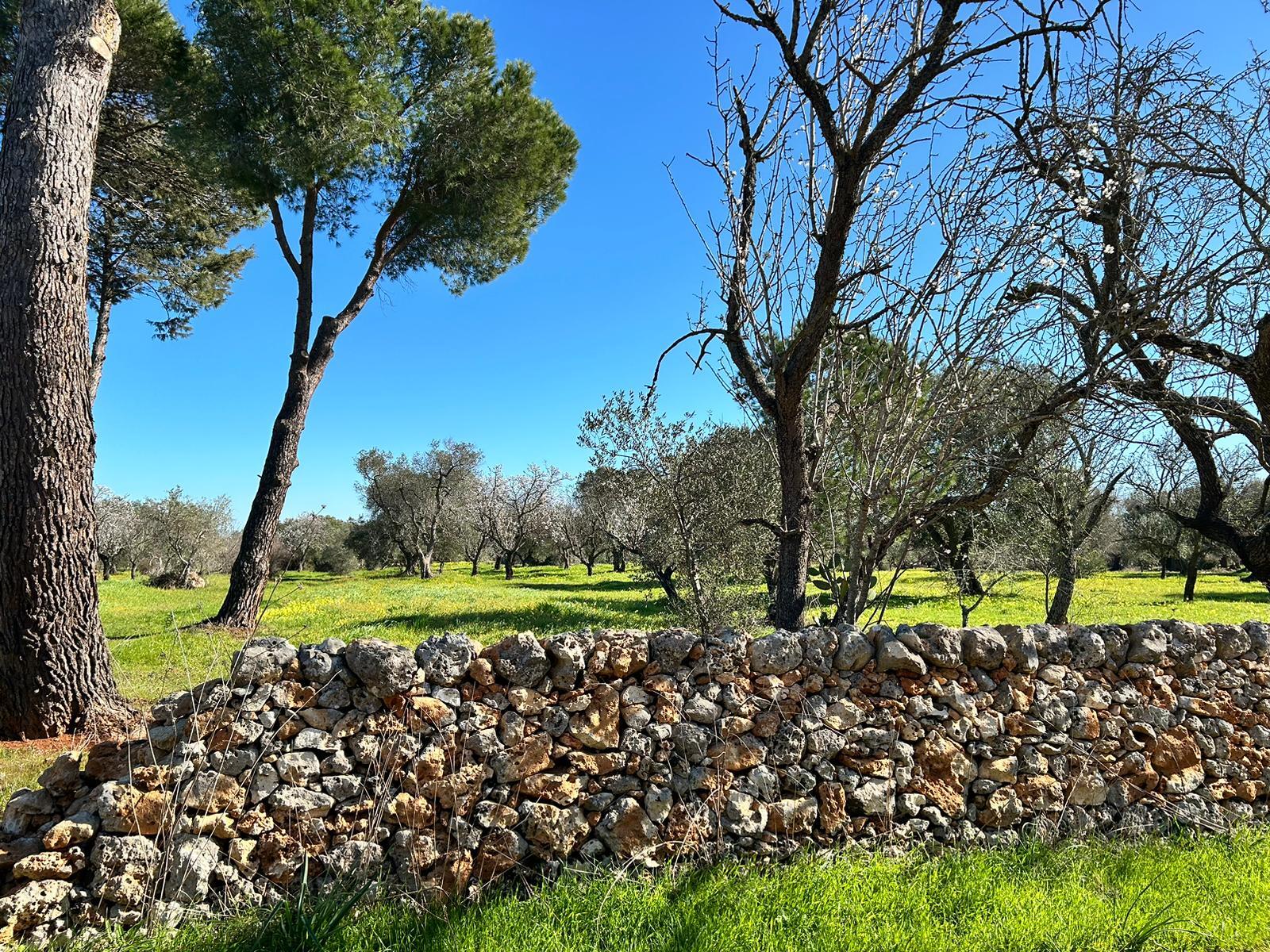 Villa moderna con Piscina e Trullo