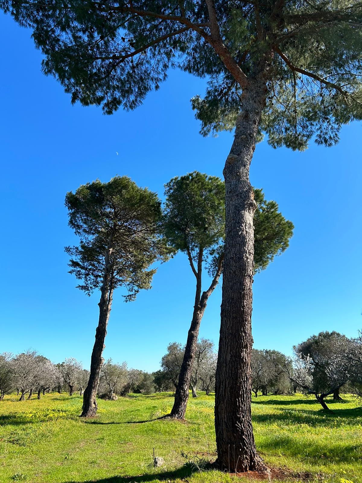 Villa moderna con Piscina e Trullo