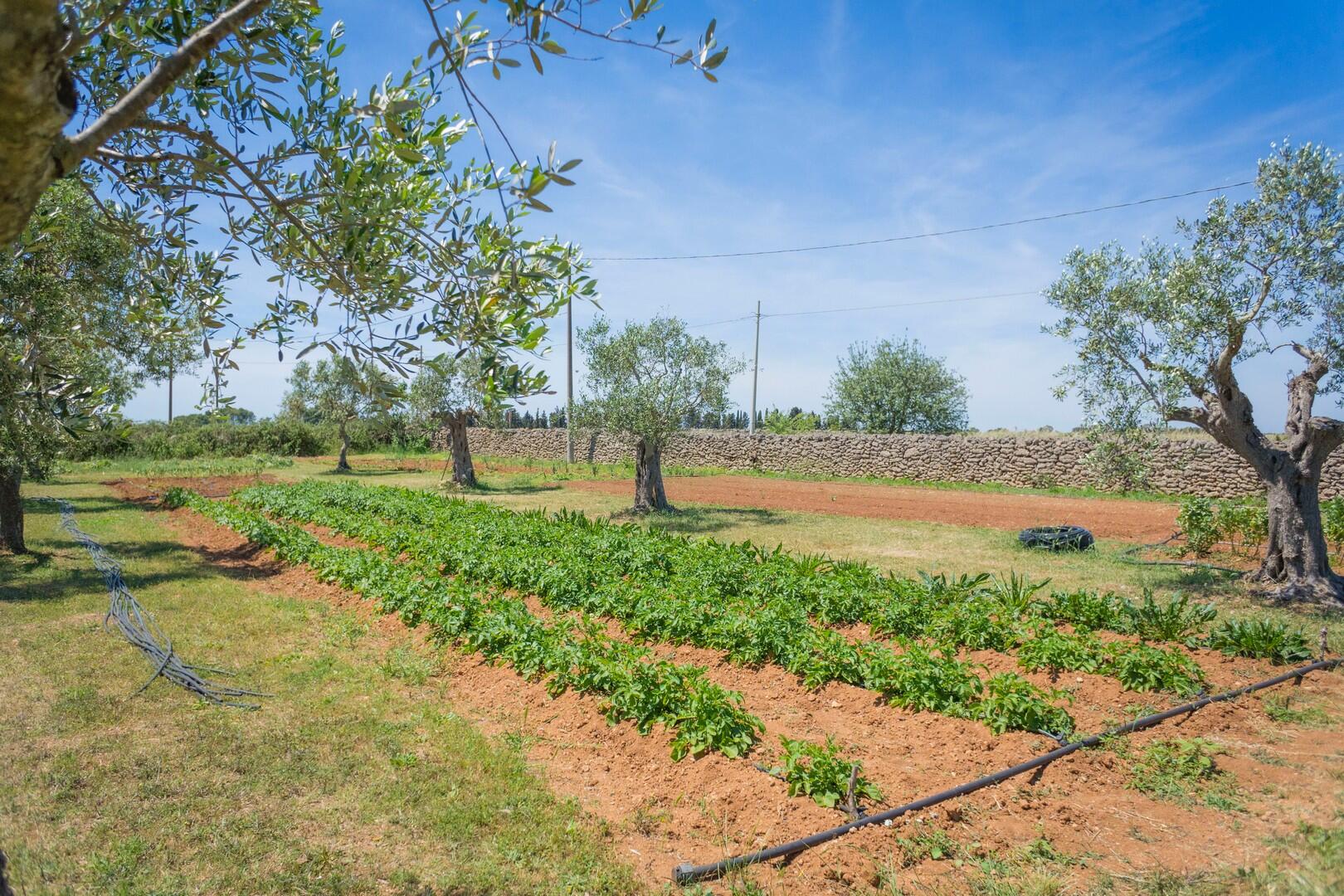 Autentica Masseria in Puglia, chiavi in mano 