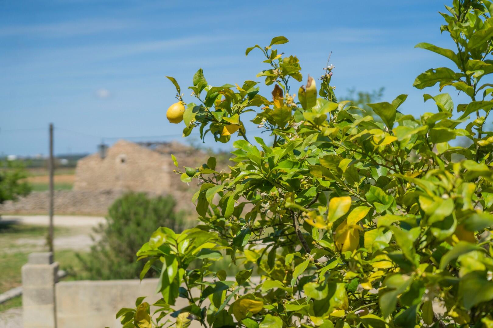 Autentica Masseria in Puglia, chiavi in mano 