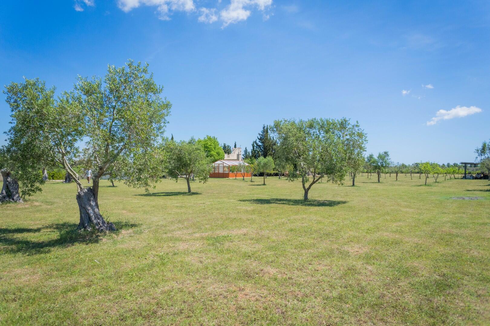 Autentica Masseria in Puglia, chiavi in mano 