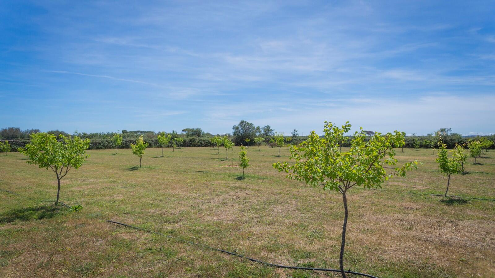 Masseria con piscina in vendita, Puglia