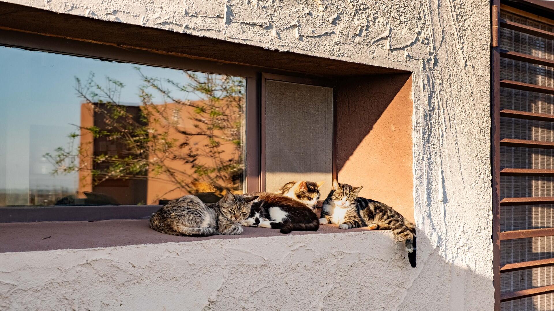 Designer Sea View Villa with Pool for sale, Apulia